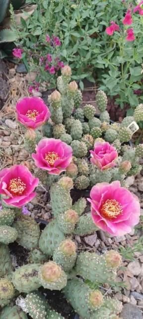 Opuntia debreczeyi 'Arches Deep Rose' Potato