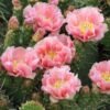 Opuntia rhodantha 'Chinle' Cactus Lover