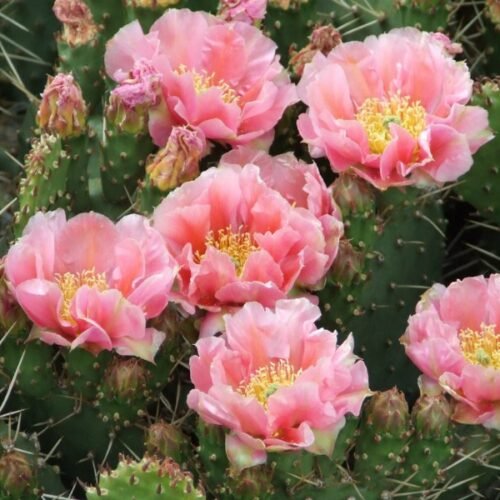 Opuntia rhodantha 'Chinle' Cactus Lover