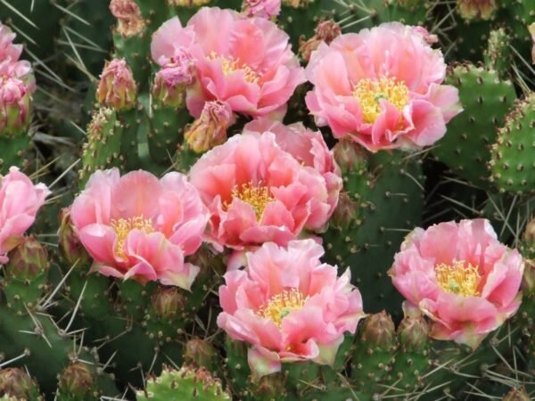 Opuntia rhodantha 'Chinle' Cactus Lover