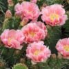 Opuntia rhodantha 'Chinle' Cactus Lover