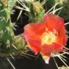 Opuntia phaeacantha 'Persimmon' Cactus Lover