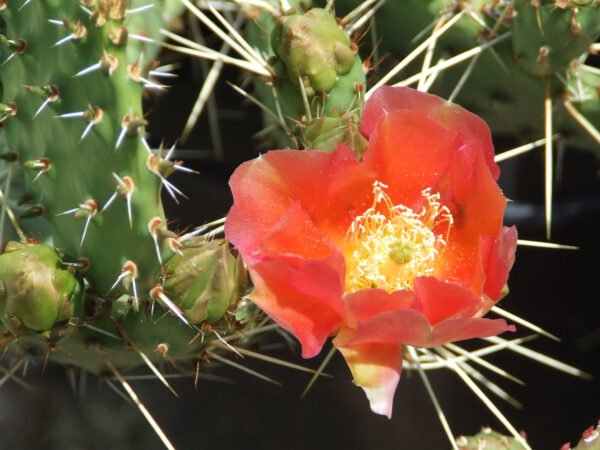 Opuntia phaeacantha 'Persimmon' Cactus Lover