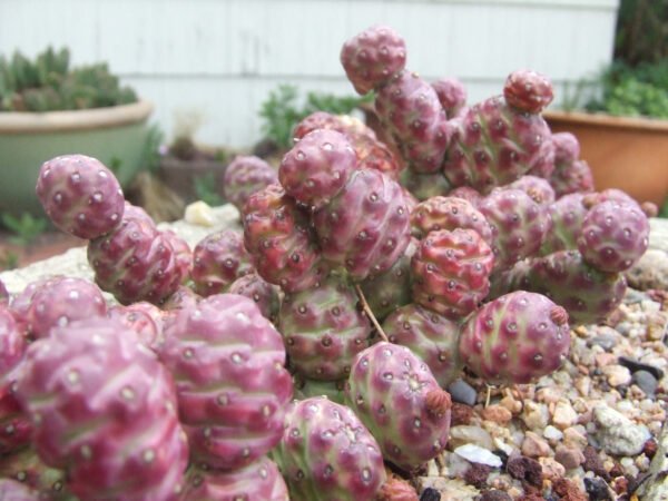 Opuntia_Potato Opuntia fragilis (debreczyi) v. denuda (Potato Cactus) Cactus Lover