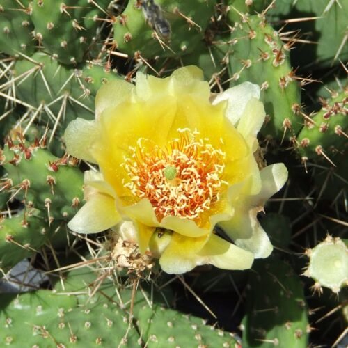 Opuntia cymochila x fragilis 'Smithwick' Cactus Lover