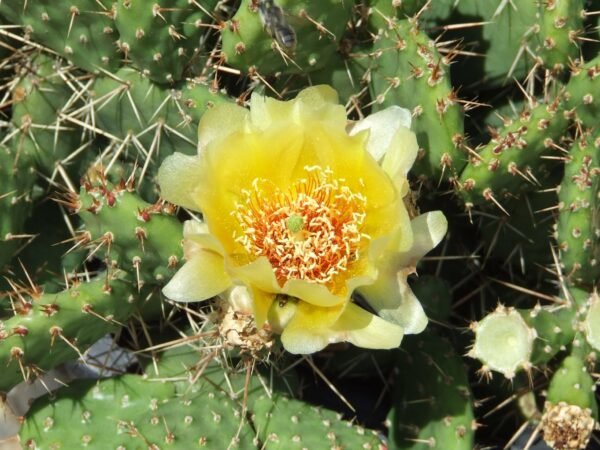Opuntia cymochila x fragilis 'Smithwick' Cactus Lover