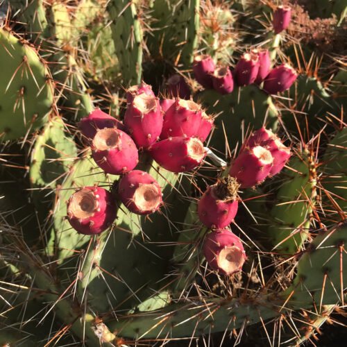 Opuntia 'Orang-i-tang' Cactus Lover