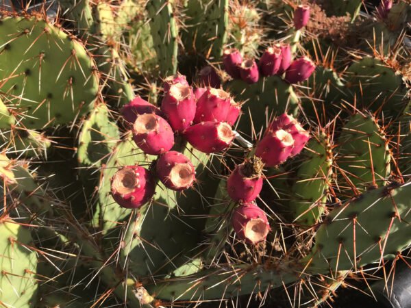 Opuntia 'Orang-i-tang' Cactus Lover