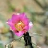 Cylindropuntia kleiniae (Pencil Cholla Tree Cactus) Cactus Lover