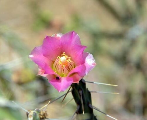 Cylindropuntia kleiniae (Pencil Cholla Tree Cactus) Cactus Lover