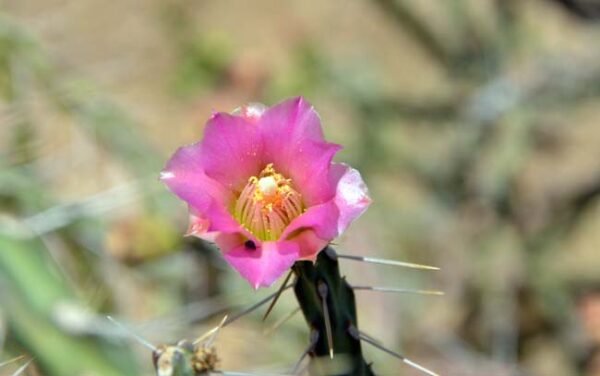 Cylindropuntia kleiniae (Pencil Cholla Tree Cactus) Cactus Lover
