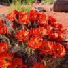 Echinocereus triglochidiatus Cactus Lover