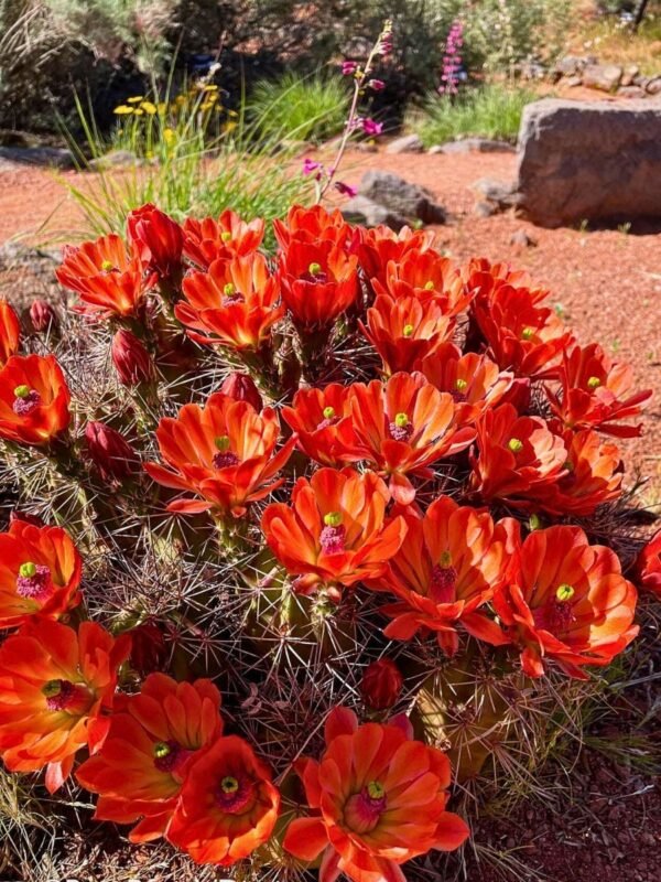 Echinocereus triglochidiatus Cactus Lover