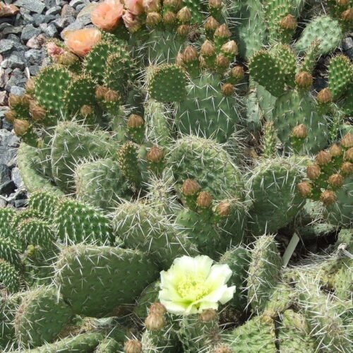 Opuntia cymochila x polyacantha 'Pawnee's Green Rose' Cactus Lover