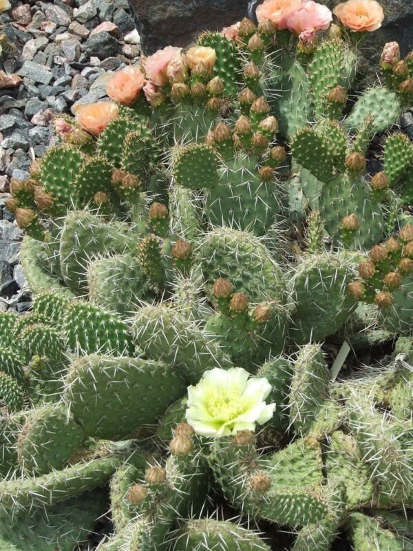 a0cecad6a2f2a7d6c0c46778aebf2002-3571658801 Opuntia cymochila x polyacantha 'Pawnee's Green Rose' Cactus Lover