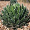 Agave victoria-reginae  COMPACT, HARDIER FORM Cactus Lover