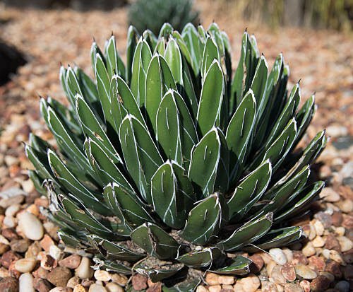 Agave victoria-reginae  COMPACT, HARDIER FORM Cactus Lover