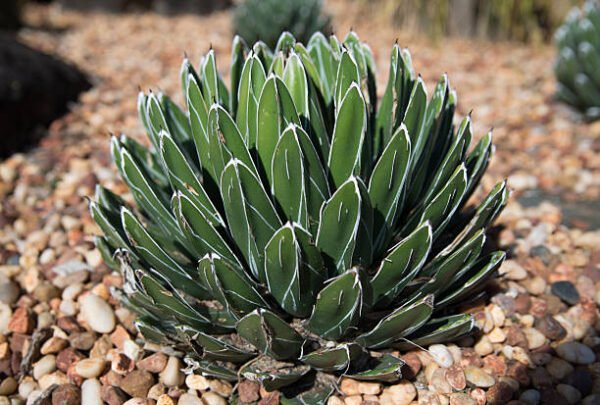 Agave victoria-reginae  COMPACT, HARDIER FORM Cactus Lover