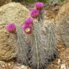Echinocereus engelmannii ssp decumbens Cactus Lover