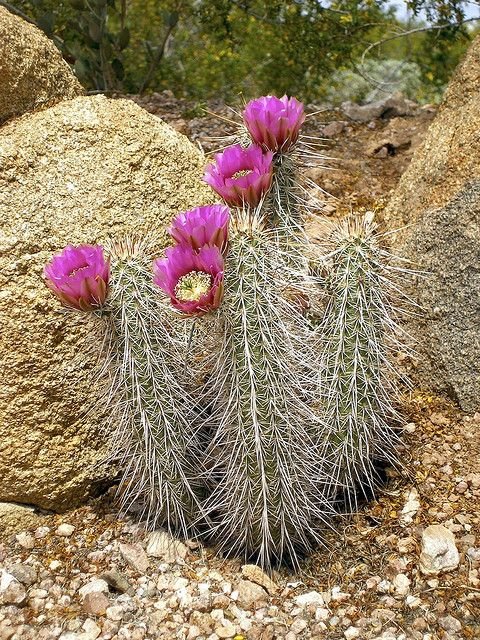 Echinocereus engelmannii ssp decumbens Cactus Lover