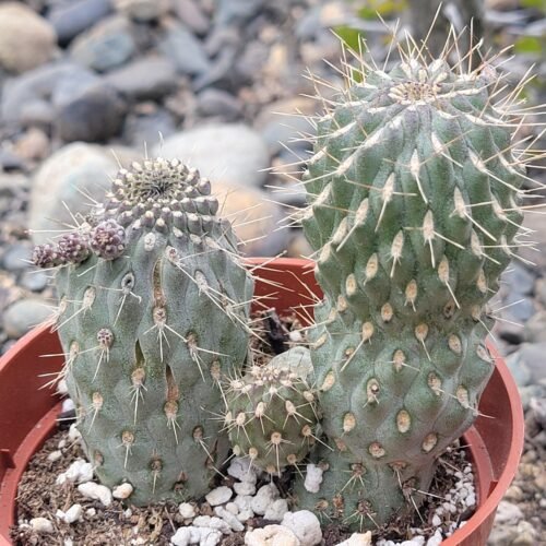 Cylindropuntia imbricata v. arborescens 'Giant Form' Cactus Lover