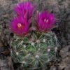 Coryphantha vivipara (Southern CO) Cactus Lover