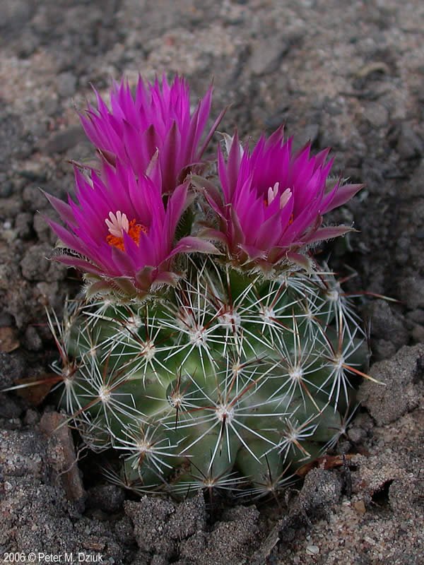 Coryphantha vivipara (Southern CO) Cactus Lover