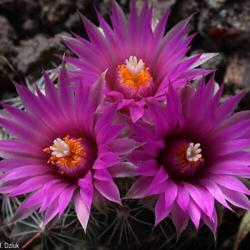 Coryphantha vivipara (Southern CO) Cactus Lover