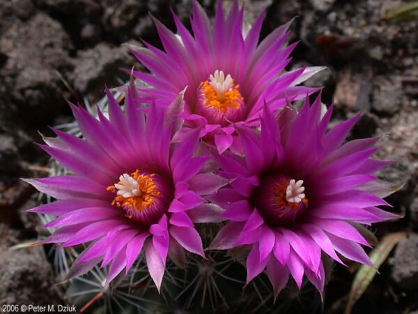 Coryphantha vivipara (Southern CO) Cactus Lover