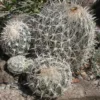 Coryphantha echinus   Cactus Lover
