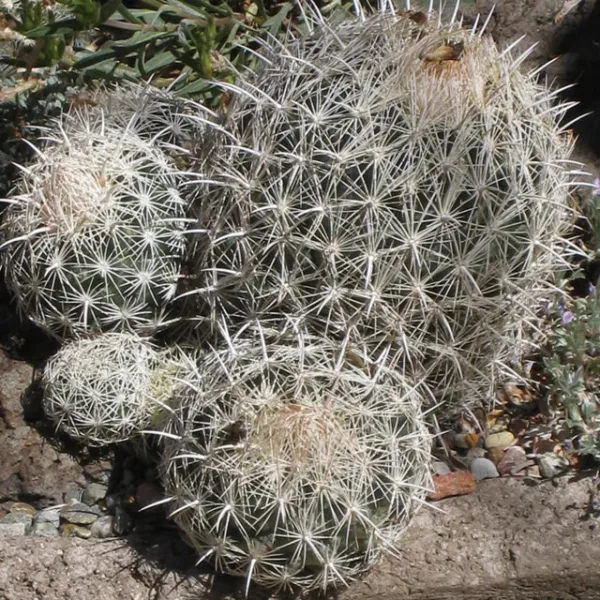 Coryphantha echinus   Cactus Lover