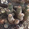 Echinocereus bonkerae   Cactus Lover