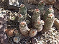 Echinocereus bonkerae   Cactus Lover