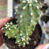 Echinocereus triglochidiatus hybrid 'White Sands' x mojavensis f. inermis Cactus Lover