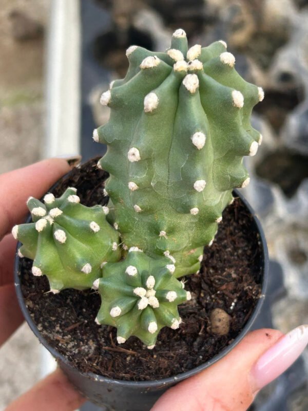Echinocereus triglochidiatus hybrid 'White Sands' x mojavensis f. inermis Cactus Lover