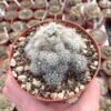 Escobaria organensis Cactus Lover