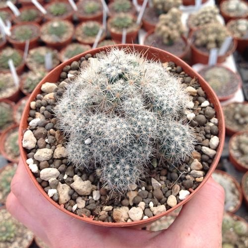 Escobaria organensis Cactus Lover