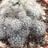 Escobaria organensis Cactus Lover