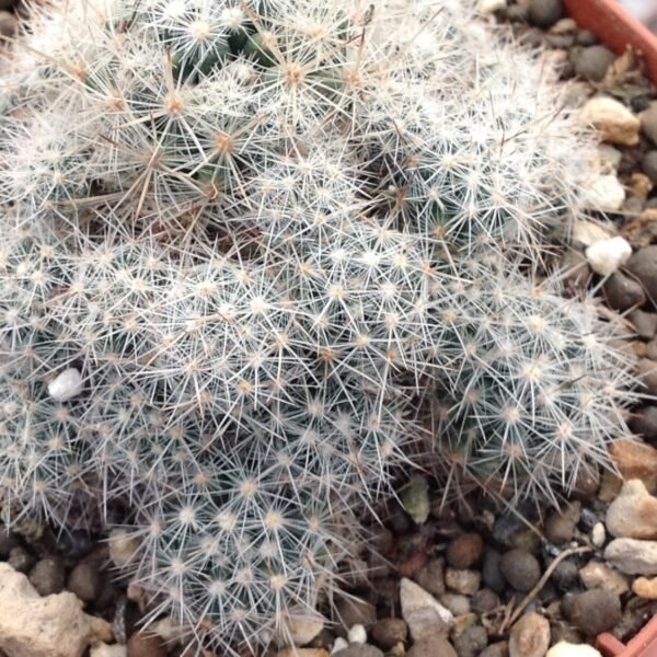 Escobaria organensis Cactus Lover
