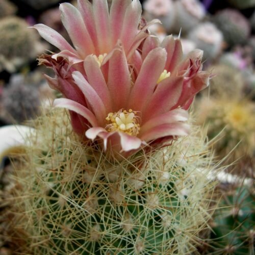 Escobaria orcuttii v koenigii Cactus Lover