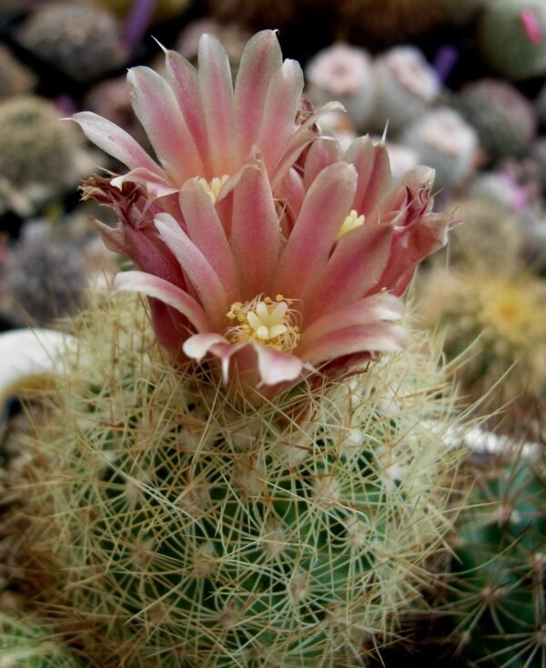 Escobaria orcuttii v koenigii Cactus Lover