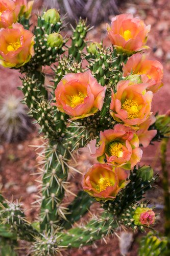 Cylindropuntia imbricata v. viridiflorus (Santa Fe Cholla) Cactus Lover