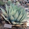 Agave parryi v. couesii Cactus Lover