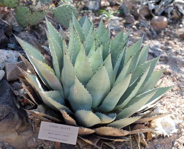 Agave parryi v. couesii Cactus Lover