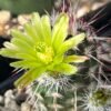 Echinocereus viridiflorus v. corellii Cactus Lover