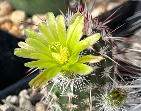 Echinocereus viridiflorus v. corellii Cactus Lover