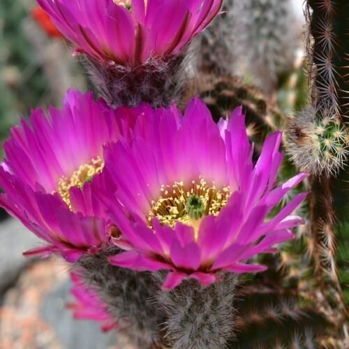 Echinocereus reichenbachii ssp. perbellus Cactus Lover