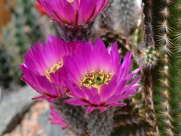 Echinocereus reichenbachii ssp. perbellus Cactus Lover