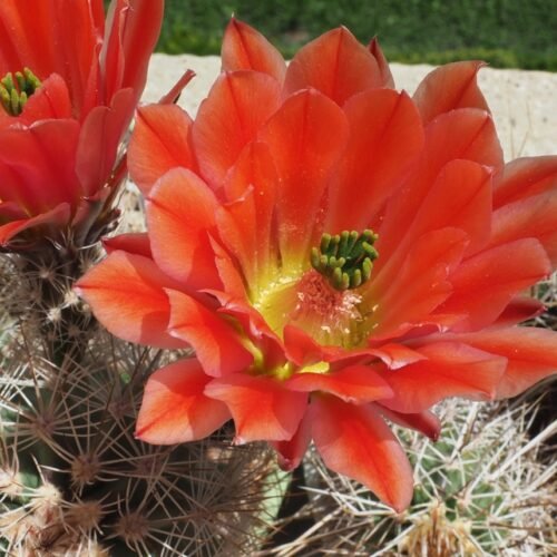 Echinocereus x lloydii,  Lloyd's Hedgehog Cactus Cactus Lover