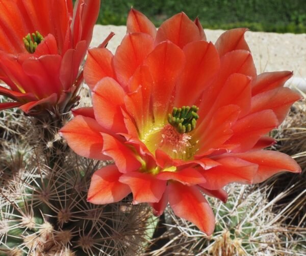 OLYMPUS DIGITAL CAMERA Echinocereus x lloydii, Lloyd's Hedgehog Cactus Cactus Lover
